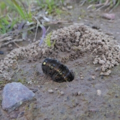 Apina callisto at Yass River, NSW - 6 Sep 2020