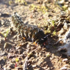 Apina callisto at Yass River, NSW - 6 Sep 2020