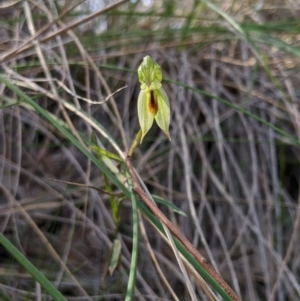 Bunochilus umbrinus (ACT) = Pterostylis umbrina (NSW) at suppressed - 7 Sep 2020