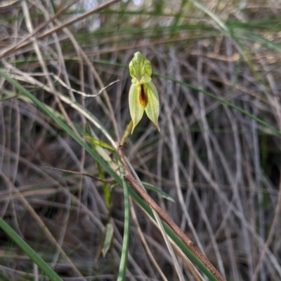 Bunochilus umbrinus (Broad-sepaled Leafy Greenhood) at Carwoola, NSW - 7 Sep 2020 by MattM