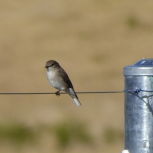 Microeca fascinans at Quaama, NSW - 22 Jul 2020 01:56 PM