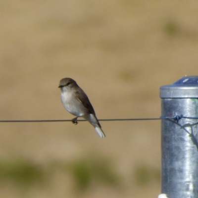 Microeca fascinans (Jacky Winter) at Quaama, NSW - 22 Jul 2020 by Jackie Lambert