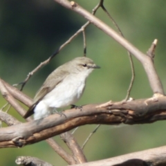 Microeca fascinans at Quaama, NSW - 22 Jul 2020 01:56 PM