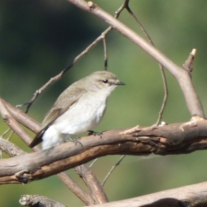 Microeca fascinans at Quaama, NSW - 22 Jul 2020 01:56 PM