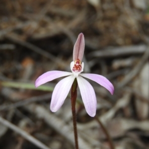 Caladenia fuscata at Holt, ACT - suppressed