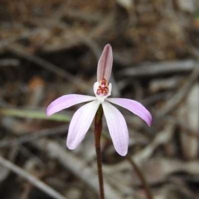 Caladenia fuscata (Dusky Fingers) at Holt, ACT - 5 Sep 2020 by MatthewFrawley