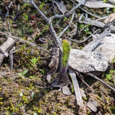 Caladenia sp. (A Caladenia) at Cuumbeun Nature Reserve - 7 Sep 2020 by MattM