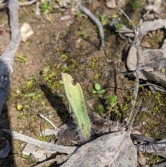 Caladenia sp. at Carwoola, NSW - 7 Sep 2020