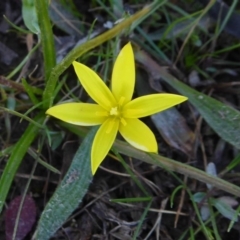 Pauridia vaginata (Yellow Star) at Rugosa - 6 Sep 2020 by SenexRugosus