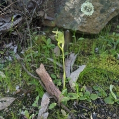 Pterostylis nutans (Nodding Greenhood) at Cuumbeun Nature Reserve - 7 Sep 2020 by MattM