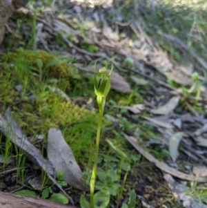 Pterostylis nutans at Carwoola, NSW - suppressed