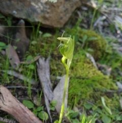 Pterostylis nutans at Carwoola, NSW - suppressed