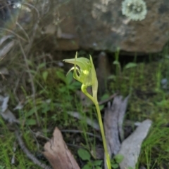 Pterostylis nutans at Carwoola, NSW - suppressed