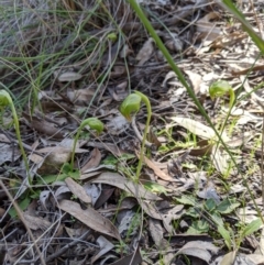 Pterostylis nutans at Carwoola, NSW - suppressed