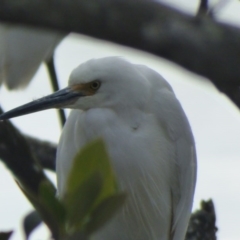 Egretta garzetta (Little Egret) at Bermagui, NSW - 24 Jul 2020 by Jackie Lambert