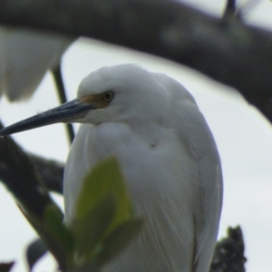 Egretta garzetta at Bermagui, NSW - 24 Jul 2020