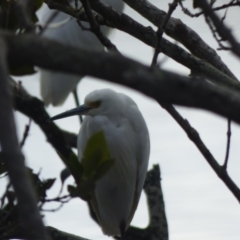 Egretta garzetta at Bermagui, NSW - 24 Jul 2020