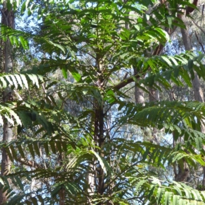 Polyscias murrayi (Pencil Cedar) at Murrah State Forest - 25 Jul 2020 by JackieLambert