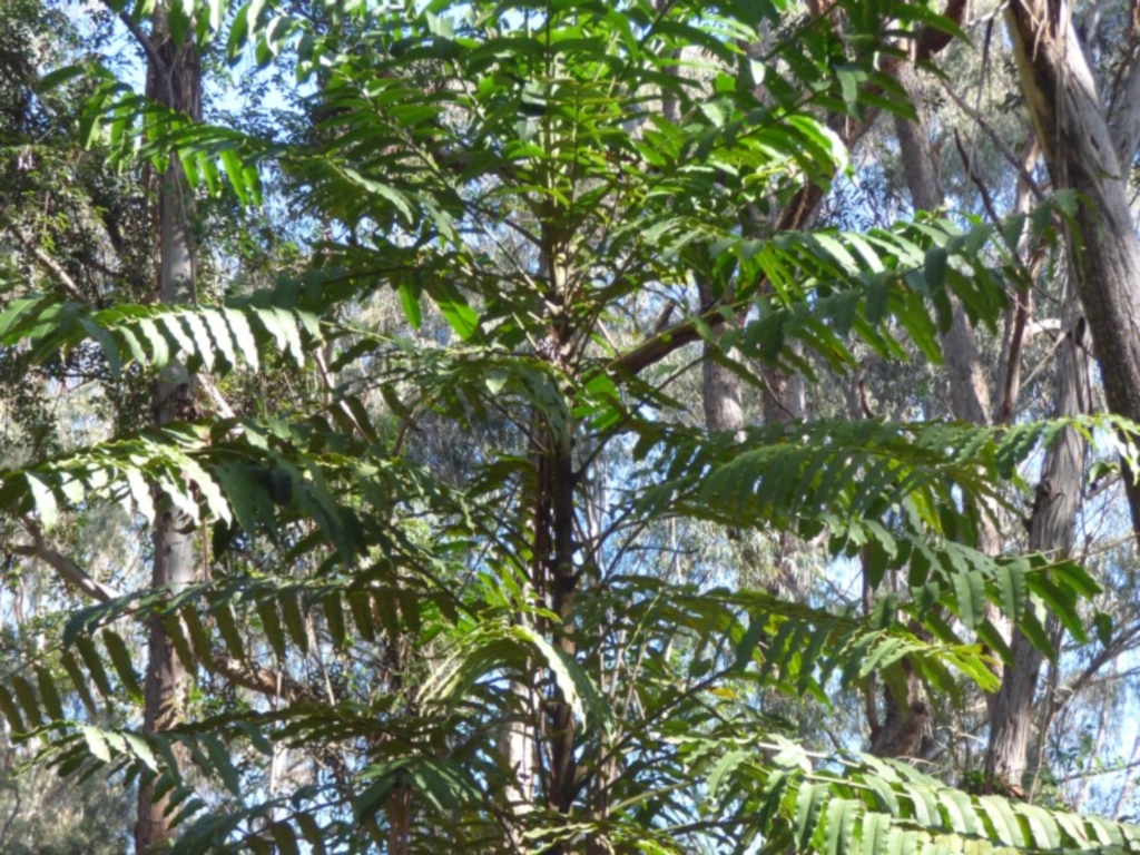 Polyscias murrayi at Murrah Flora Reserve - 25 Jul 2020