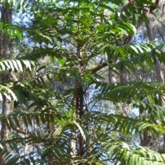 Polyscias murrayi (Pencil Cedar) at Murrah Flora Reserve - 25 Jul 2020 by JackieLambert