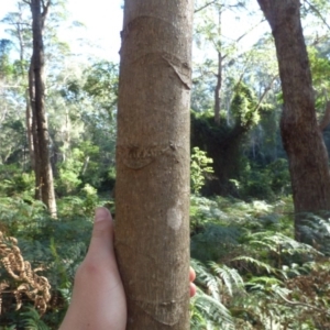 Polyscias murrayi at Murrah Flora Reserve - 25 Jul 2020 02:49 PM
