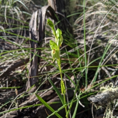 Bunochilus umbrinus (ACT) = Pterostylis umbrina (NSW) (Broad-sepaled Leafy Greenhood) by MattM