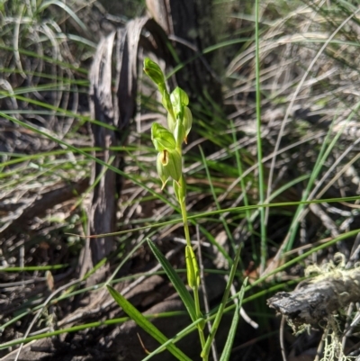Bunochilus umbrinus (Broad-sepaled Leafy Greenhood) at Carwoola, NSW - 7 Sep 2020 by MattM
