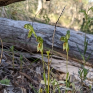 Bunochilus umbrinus at suppressed - 7 Sep 2020