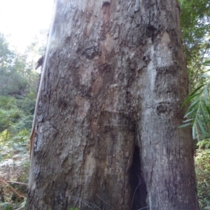 Eucalyptus cypellocarpa at Murrah State Forest - 25 Jul 2020 02:51 PM