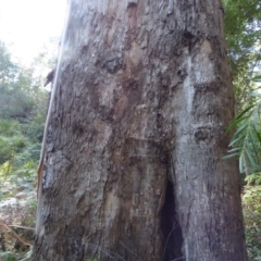 Eucalyptus cypellocarpa (Monkey Gum, Mountain Grey Gum) at Murrah State Forest - 25 Jul 2020 by JackieLambert