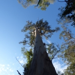 Eucalyptus cypellocarpa at Murrah Flora Reserve - 25 Jul 2020