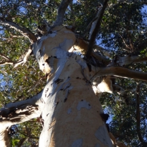 Eucalyptus cypellocarpa at Murrah State Forest - 25 Jul 2020
