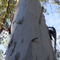 Eucalyptus cypellocarpa at Murrah State Forest - 25 Jul 2020