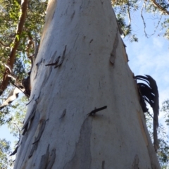 Eucalyptus cypellocarpa at Murrah Flora Reserve - 25 Jul 2020
