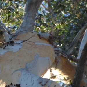 Eucalyptus cypellocarpa at Murrah State Forest - 25 Jul 2020