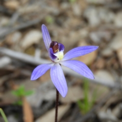 Cyanicula caerulea (Blue Fingers, Blue Fairies) at Aranda Bushland - 5 Sep 2020 by MatthewFrawley