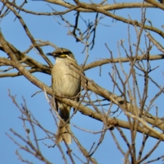 Caligavis chrysops (Yellow-faced Honeyeater) at Yass River, NSW - 6 Sep 2020 by SenexRugosus