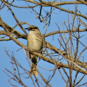 Caligavis chrysops at Yass River, NSW - 6 Sep 2020