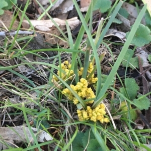 Lomandra bracteata at Majura, ACT - 7 Sep 2020