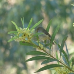 Acanthiza pusilla (Brown Thornbill) at Biamanga National Park - 4 Sep 2020 by Jackie Lambert