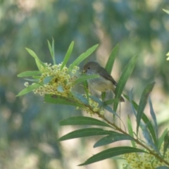 Acanthiza pusilla (Brown Thornbill) at Quaama, NSW - 4 Sep 2020 by Jackie Lambert