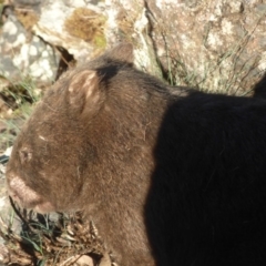 Vombatus ursinus (Common wombat, Bare-nosed Wombat) at Quaama, NSW - 5 Sep 2020 by JackieLambert