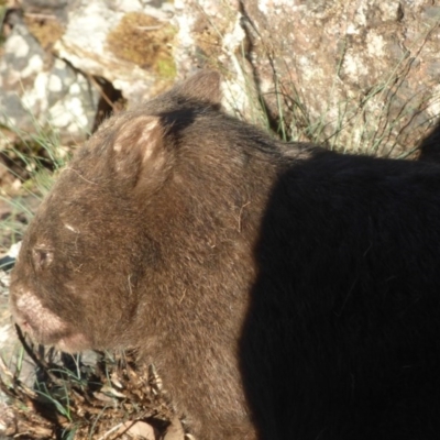 Vombatus ursinus (Common wombat, Bare-nosed Wombat) at Biamanga National Park - 5 Sep 2020 by JackieLambert