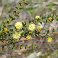 Acacia gunnii (Ploughshare Wattle) at Aranda Bushland - 5 Sep 2020 by MatthewFrawley