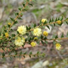 Acacia gunnii (Ploughshare Wattle) at Holt, ACT - 5 Sep 2020 by MatthewFrawley