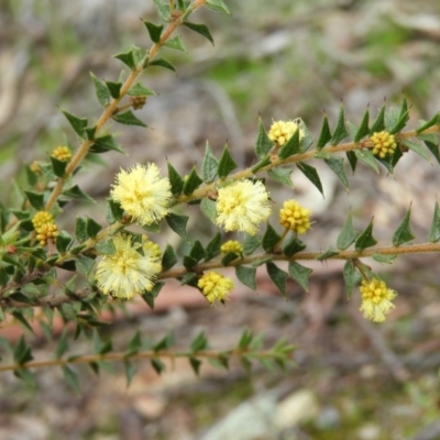 Acacia gunnii (Ploughshare Wattle) at Point 4081 - 5 Sep 2020 by MatthewFrawley