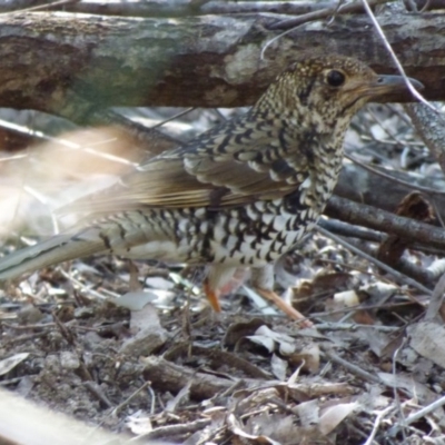 Zoothera lunulata (Bassian Thrush) at Quaama, NSW - 5 Sep 2020 by JackieLambert