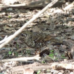 Zoothera lunulata at Quaama, NSW - 5 Sep 2020