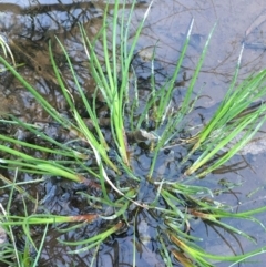 Juncus articulatus (A Rush) at Mount Ainslie - 7 Sep 2020 by JaneR