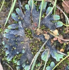 Riccia sp. (genus) (Liverwort) at Majura, ACT - 7 Sep 2020 by JaneR